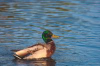 14 июня в Курской области ожидается до 25 градусов