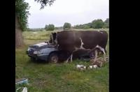 В Курской области отвязавшийся бык убил женщину и покалечил мужчину