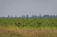 1 июля в Курской области ожидается до 27 градусов, дожди и грозы