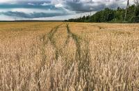 12 сентября в Курской области ожидается до 23 градусов тепла