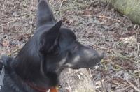 Пострадавшая от укусов овчарки на курской выставке, жительница Орла требует 100 000 рублей