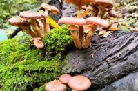 В Курске 18 человек отравились грибами