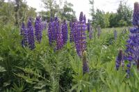 Сотрудники курского минприроды выехали в  Горшеченский район и обследовали два памятника природы