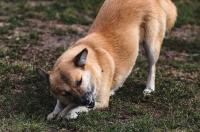 В Курской области прокурор подал иск в защиту покусанного собакой ребенка