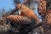 В Курскую область прилетели клесты-еловики
