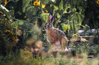 В Курской области обитают 7000 белок, 8000 зайцев и 200 000 куропаток