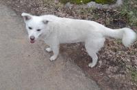 В Курской области за укус бродячей собаки родители 6-летнего мальчика отсудили 50 тыс.рублей