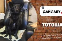 «Дай лапу»: Тотошка