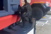 В пожарной части Курской области живет кошка Ноль Одна
