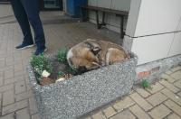 В Курске готовят городские клумбы к зиме