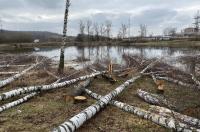 Прокуратура проверяет законность вырубки березовой рощи под Курском