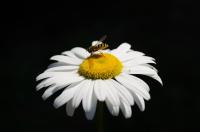 В Обояни начальник отделения судебных приставов спас укушенного осой аллергика