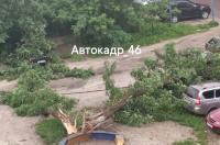 В Курске из-за сильного ветра рухнули деревья и оборвало провода