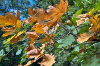 В Курской области 15 октября ожидается до 10 градусов тепла