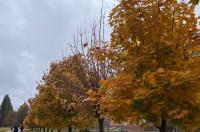 В Курской области 21 октября ожидаются дожди