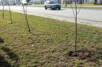 В Курске за год погибли 10 саженцев деревьев из 708-ми