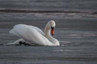 В Железногорском районе спасли заблудившегося лебедя