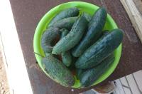 В Курской области огурцы за неделю подорожали на 9,4%