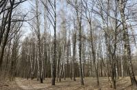 В Курской области завтра потеплеет до 10 градусов тепла