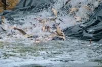 Водоем Курской АЭС пополнился новой рыбой