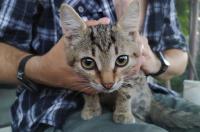 В Курске собирают подарки от Деда Мороза для животных из приюта