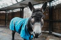 Боевой Ослик Жорик поселился в Московском зоопарке