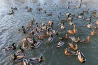 На «Утином острове» в Курске утки живут среди мусора