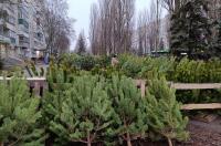 С 12 января в Курске будут принимать новогодние ёлки на утилизацию