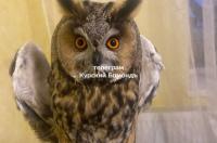 Хинштейн вмешался после сообщений о гибели сов в курском приграничье