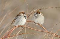 В акции «Воробьиные истории» участвуют фотографы Курска