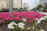 К 1 мая в ключевых локациях Курска высадят цветы