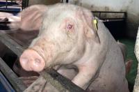 Из Франции в Курскую область завезли 44 племенных хряка