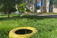 В Курске начнут высаживать липы и берёзы