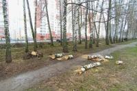 В Курске снесли аварийные берёзы на улице Е. Клевцова