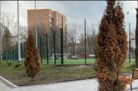 В Курске в Парке пионеров засохли две туи