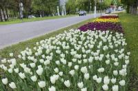 В Железногорске цветы для городских клумб планируют выращивать в школьных теплицах