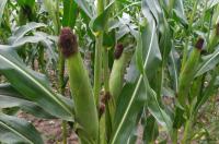 Экспорт сельхозпродукции из Курской области вырос на 68%