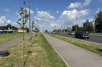 В Курске за проблемными губернаторскими липами будет ухаживать «Зеленстрой»