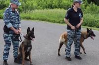 В Курске 21 июня на дежурство в полиции заступили бельгийские овчарки малинуа